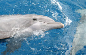 LAL_Boca_Raton_Miami_Seaquarium_Dolphin-1220x915