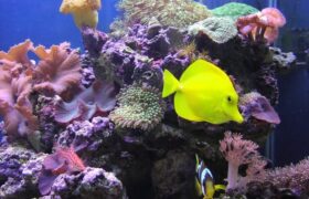 south-florida-aquarium